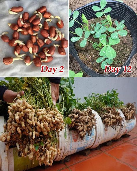 Hydroponic Home Garden, Mini Aquaponics Diy, How To Make A Hydroponic Garden, How To Build A Hydroponic Garden, Diy Hydroponic Seed Starter, Mini Homestead, Growing Peanuts, Garden Hacks Diy, Indoor Vegetables