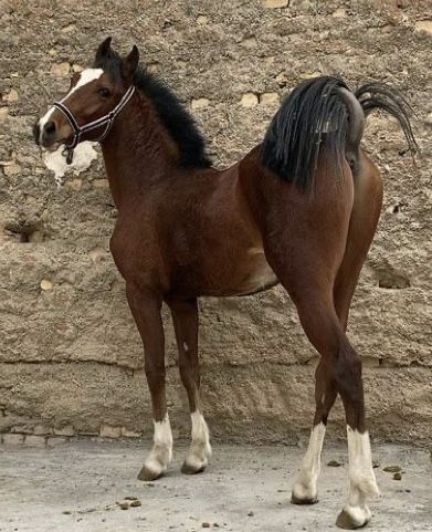 Horses Mating Equestrian, Brother Bear Art, Horse Reality, Animal Butts, Horse Mate, American Saddlebred, Beautiful Horse Pictures, Horse Tail, Big Horses