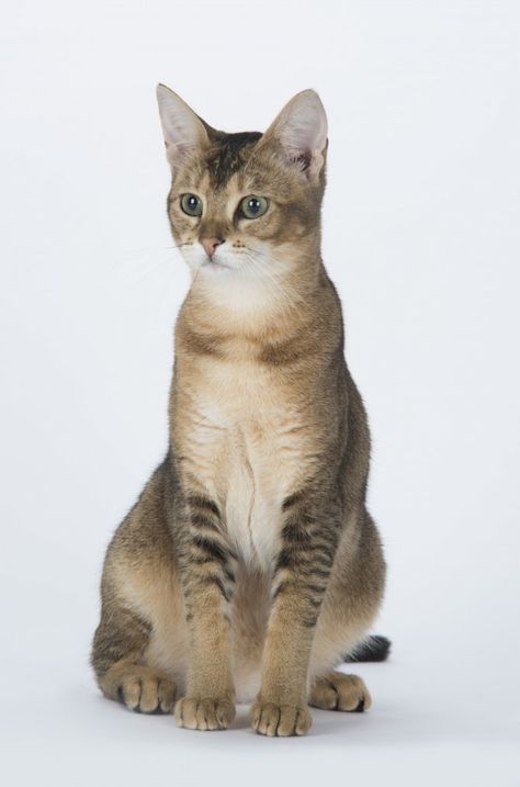 Chausie Cat, Warrior Cats Ocs, Warrior Oc, Cat And Dog Photos, Cat Patterns, House Cats, Abyssinian Cat, Abyssinian Cats, Cat Pose