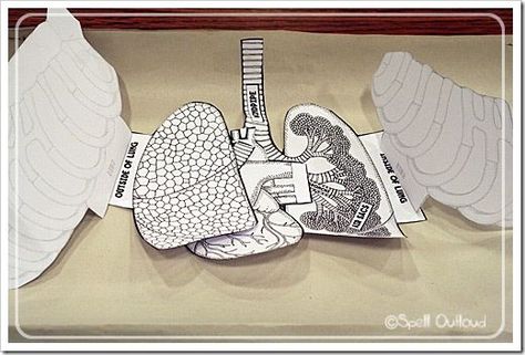 Human Body Lesson, Science Experience, Human Body Science, Human Body Activities, The Respiratory System, Human Body Unit, 6th Grade Science, Human Body Systems, Animal Science