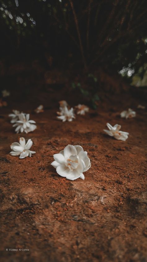 Jasmine Flower Aesthetic Wallpaper, Jasmine Flower Aesthetic Vintage, Jasmine Flower Photography, Jasmine Flower Aesthetic, Jasmine Photography, Jasmine Tree, Fallen Flowers, Aesthetic Reference, Aesthetic Post