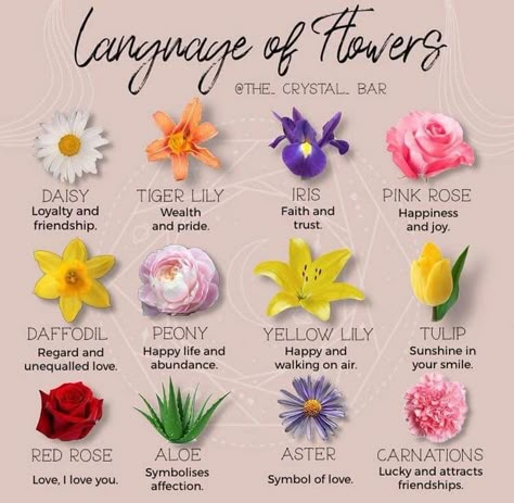 Rose Color Meanings, Different Kinds Of Flowers, Flower Chart, The Language Of Flowers, Victorian Times, Different Types Of Flowers, Flower Meanings, Nothing But Flowers, Color Meanings