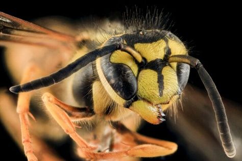 Macro Photography Settings, Yellow Jacket Bee, Macro Photographers, Bee Images, Fast Shutter Speed, Photography Settings, Today Pictures, Close Up Photography, Yellow Jacket