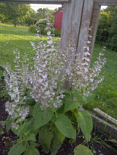 Clary Sage Uses, Healing Spices, Medicine Garden, Ornamental Garden, Sage Herb, Flowers To Go, Sage Garden, Grow Herbs, Sage Plant