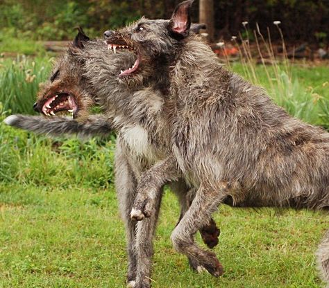 Irish wolfhound Irish Wolf Hound, Wolf Hound, Irish Wolfhound Dogs, Wolfhound Dog, Scary Sounds, Scottish Deerhound, Irish Wolfhounds, Black Irish, Nice Teeth