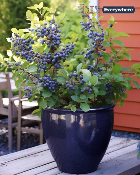 How and when to prune blueberry bushes so you get the biggest harvest Pruning Blueberry Bushes, Blueberry Varieties, Blueberry Bush, Blueberry Plant, Gardening Vegetables, Blueberry Bushes, Gardening Hacks, Container Gardening Vegetables, Love Garden