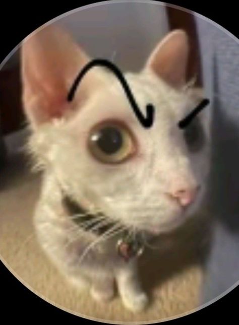 Eyebrow Reaction Pic, Raised Eyebrow Reaction Pic, Eyebrow Cat, Buy Cryptocurrency, Silly Cats, Sign Up, Funny