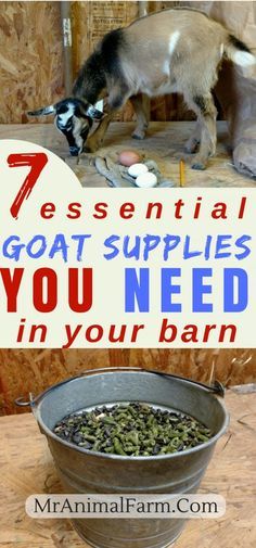 Automatic Goat Feeder, Goat Supplies, Goat Hooves, Goats For Beginners, Milking Goats, Meat Goats, Nigerian Goats, Goat Playground, Goat Ideas