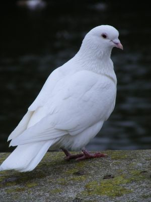 Dove Symbolism Dove Picture, Dove Symbolism, Good Morning Sir, Dove Images, White Pigeon, Dove Pigeon, Turtle Doves, Dove Pictures, Bird Quotes