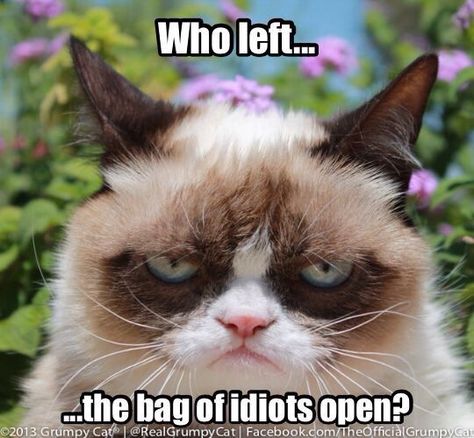 Who left the bag of idiots open? Throat Punch Thursday, Grumpy Cat Meme, Grumpy Cat Quotes, Throat Punch, Disney Cats, Grumpy Cat Humor, Angry Cat, Funny Animal Jokes, Cat Quotes