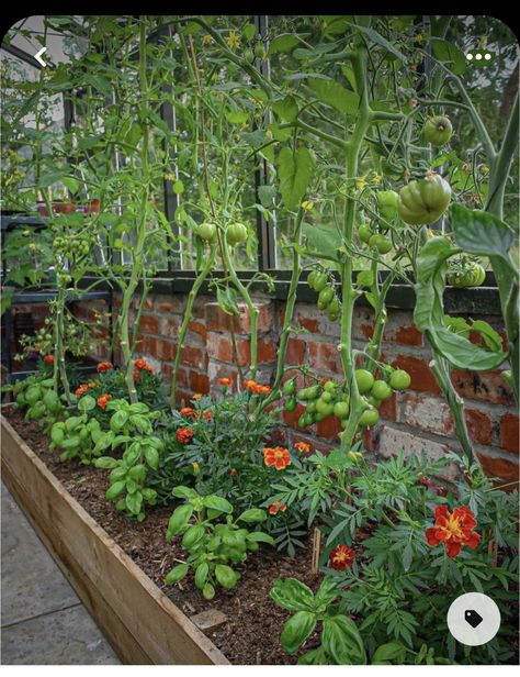 Tomato Companion Plants, Companion Gardening, Meditation Garden, Garden Wallpaper, Veg Garden, Tomato Garden, Home Vegetable Garden, Vegetable Garden Design, Plants And Flowers