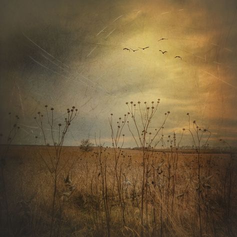 Fall Art Aesthetic, Dark Field Aesthetic, Dark Flower Field, Dark Meadow, Flower Field Dark Aesthetic, Dark Field, Sepia Art, Beyond Paint, Sepia Photography