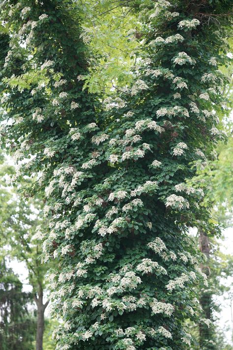 Colonial Landscaping, Climbing Hydrangea Vine, Wall Climbing Plants, Hydrangea Vine, Provence Garden, Landscaping Around Trees, Climbing Hydrangea, Plant Zones, Climb Trees