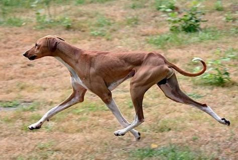 Dog Running, Dog Anatomy, Dog Poses, Animal Study, Grey Hound Dog, Facebook Groups, Your Cute, Dog Runs, Cute Dogs And Puppies