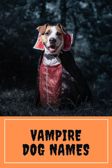 180 Halloween Dog Names 180 Halloween Dog Names | Witchy Dog Names Goth Dog Names, Witchy Dog Names, Witchy Names, Vampire Dog, Gothic Boy, Jacob Black Twilight, Alice Twilight, Monster List, Boy Dog Names