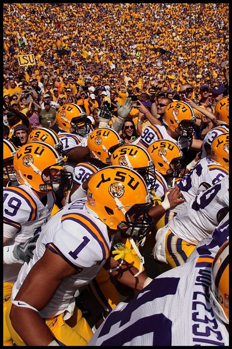 Lsu Babies, Collage Football, Lsu Fans, Lsu Tigers Football, Sec Football, Lsu Football, Tiger Football, Geaux Tigers, Louisiana State University