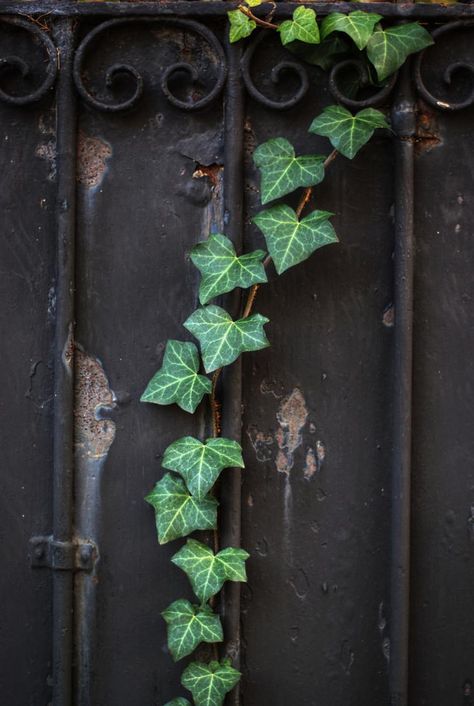 ❧ Lierre ❧ Natural Garland, Hedera Helix, English Ivy, Ivy Plants, Green Ivy, Bougainvillea, Robins, 그림 그리기, Secret Garden