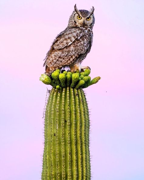 Desert Owl Tattoo, Desert Birds Arizona, Arizona Desert Animals, Desert Animal Art, Arizona Animals, Desert Owl, Arizona Birds, Desert Wildlife, Cactus Paintings