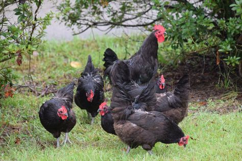 Marans Chicken Breed Guide Full Grown Mini Goldendoodle, Cute Chicken Names, Maran Chickens, Cuckoo Maran, Lavender Chicken, Barred Rock Chickens, Black And White Chickens, Brahma Chicken, Chicken Owner