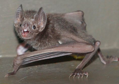 Bat Anatomy, Bat Facts, Bat Photos, Vampire Bats, Bat Art, Female Vampire, Baby Bats, Vampire Bat, Weird Animals