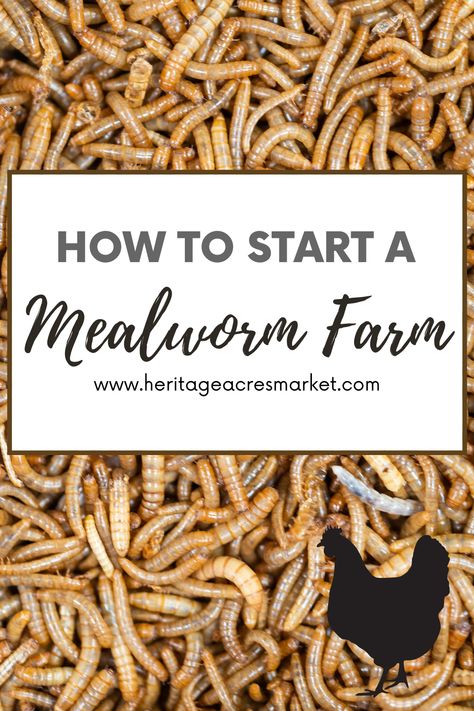 Foods To Grow For Chickens, Mealworms Farm Diy, Food Scraps For Chickens, How To Raise Chicks, How To Raise Mealworms For Chickens, Growing Mealworms For Chickens, How To Grow Meal Worms For Chickens, Diy Mealworm Farm, Raising Mealworms For Chickens