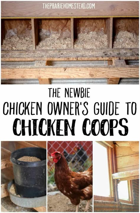 Chickens Homestead, Chicken Coop Winter, Livestock Animals, Urban Chicken Farming, Prairie Homestead, Homesteading Tips, Garden Board, Chicken Pen, Backyard Chicken Coop Plans