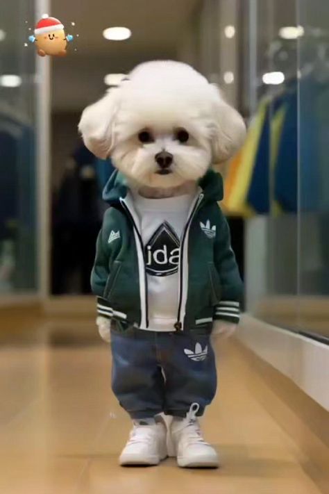 Dog Dance, Cute Animals With Funny Captions, Cute Fluffy Dogs, Carpet Outfits, Dancing Animals, Funny Animals With Captions, Whatsapp Wallpaper Cute, Animal Humour, Cute Cat Illustration