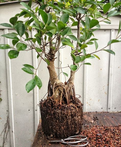 Ginseng Ficus ultimate grooming guide Growing Ginseng, Ginseng Ficus, Bottlebrush Plant, Ginseng Bonsai, Purple Pampas Grass, Ficus Ginseng Bonsai, Ficus Ginseng, Planting Plants, Ficus Microcarpa