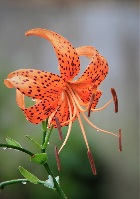 My garden 2020 Tiger Lily Reference, Tiger Lily Photography, Tiger Lily Flowers, Wild Tiger Lily, Asiatic Lily Flower, Tiger Lily Tattoos, Orange Lilies Aesthetic, Asiatic Lily, Yellow Asiatic Lilies