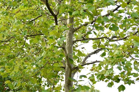 How to Grow and Care for a Sycamore Tree American Sycamore Tree, Sycamore Tree, Street Trees, Plant Diseases, Potted Trees, Ornamental Trees, Tree Care, Spider Plants, Organic Seeds