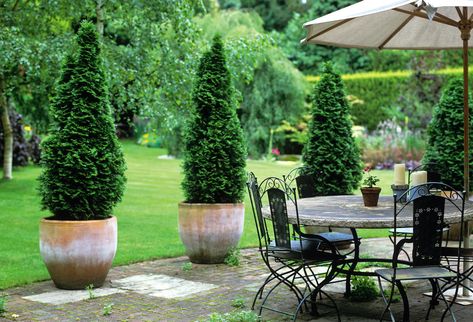 Potted Trees Patio, Huge Planters, Landscape Planning, Outdoor Trees, Zone 9, Large Backyard, Potted Trees, Olive Trees, Landscape Plans