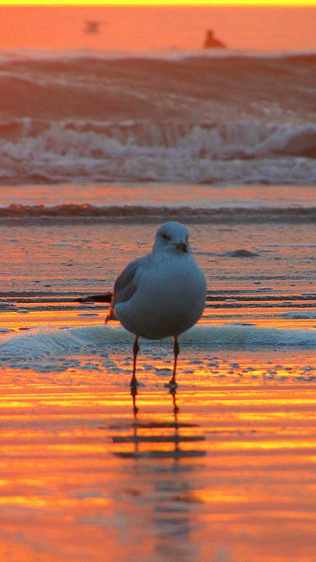 sunset seagull | by smacss Seagulls Aesthetic, Seagull Aesthetic, Ocean Waves Photography, Friend Zone, Waves Photography, Pfp Ideas, Ocean Waves, Lighthouse, Aesthetic Wallpapers