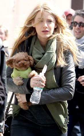 Blake Lively and "Penny". Blake Lively Dog, Black Lively, Taylor Swift Cat, Cute Dog Beds, Celebrity Dogs, Designer Dogs, Party Pics, Celebrity Pics, Cute Dog Photos