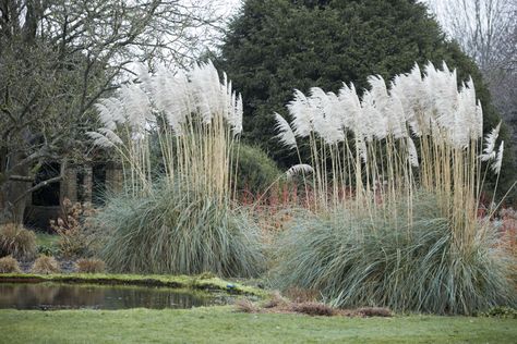 Gardening 101: Pampas Grass - Gardenista Pampas Grass In Garden, Winter Planting, Red Dogwood, Colorful Shrubs, Russian Sage, Perennial Grasses, Grasses Landscaping, Specimen Trees, Invasive Plants