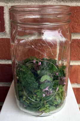 dead nettle infusion_1525 Midwest Foraging, Nettle Infusion, Purple Dead Nettle, Nettle Tincture, Medicine Plants, Nettle Recipes, Medicinal Weeds, Tinctures Recipes, A New Earth