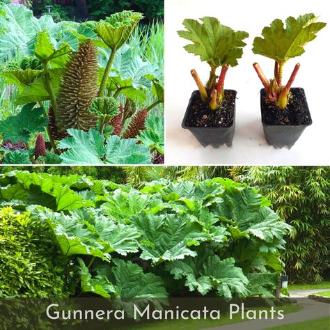 Gunnera Manicata (Brazilian giant-rhubarb) Plants, Live Dinosaur Food Plants, Huge 7-9 ft leaves USDA zones 7 - 10 Will reach mature size in 1-2 years Fast-growing Grown in soil less mix Ship to all states Shipped Priority Mail. We Giant Rhubarb, Gunnera Plant, Gunnera Manicata, Ornamental Grass Landscape, Dinosaur Food, Tall Ornamental Grasses, Rhubarb Plants, Grass Landscape, Ornamental Grass