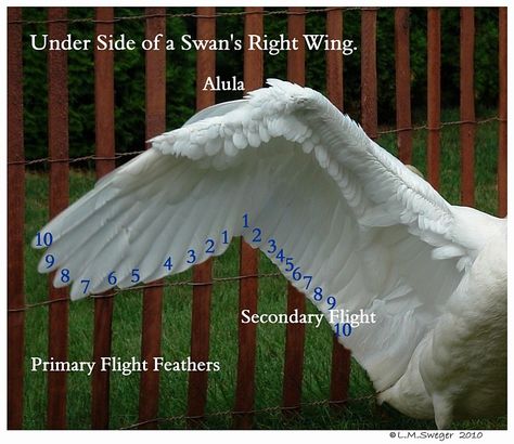 Click to Enlarge Swan Wings Drawing, Swan Anatomy, Wings Template, Wing Anatomy, Swan Wings, Swan Bird, Wings Drawing, Figure Reference, Bird Wings