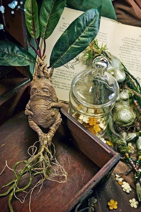 Mandrake is the common name for members of the plant genus Mandragora, particularly the species Mandragora officinarum, belonging to the nightshades family (Solanaceae). Description from pinterest.com. I searched for this on bing.com/images Hufflepuff Aesthetic, Harry Potter Aesthetic, Harry Potter Party, Fantastic Beasts, Wizarding World, Wizard, Hogwarts, Polymer Clay, Harry Potter