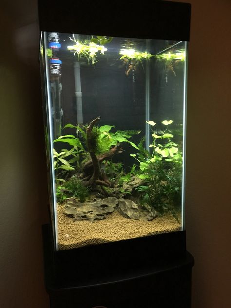 Aqueon 15g Column Planted Build - The Planted Tank Forum Column Aquarium Aquascape, 15 Gallon Fish Tank Ideas, Art Anime Tattoo, Nails Animation, Anime Tattoo Designs, Aqua Scaping, Tank Plants, Wall Art Anime, Terrarium Ideas