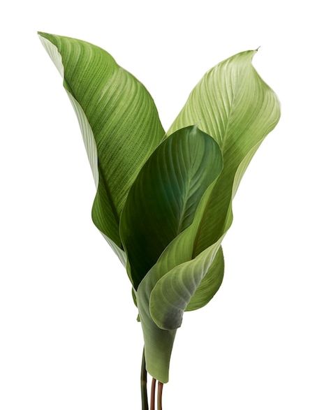 Photo calathea foliage, exotic tropical ... | Premium Photo #Freepik #photo #philodendron #big-leaf #jungle-plants #leaf-plants Plant On White Background, Big Leaves Painting, Green Leafs Aesthetic, Plants Reference Photos, Plants With White Background, Plants Astethic, Plant With White Background, Big Leaves Plant, Tropical Plants Painting