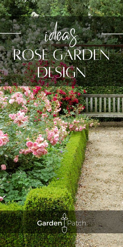 Landscape Roses Front Yards, Modern Rose Garden Design, Roses And Boxwood Front Yards, Roses And Lavender Garden Front Yards, Rose Garden Plans Layout, Landscaping With Roses Front Yard, Boxwoods And Roses Front Of House, Boxwood And Roses Landscaping, Where To Plant Rose Bushes