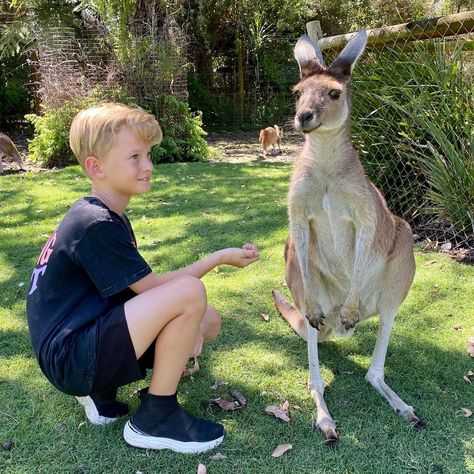 Caversham Wildlife Park (@cavershamwildlifepark) posted on Instagram: “Happy WA Day ☀️” • Jun 6, 2022 at 12:31am UTC Caversham Wildlife Park, Wildlife Park, Kangaroo, Animals, On Instagram, Quick Saves, Instagram