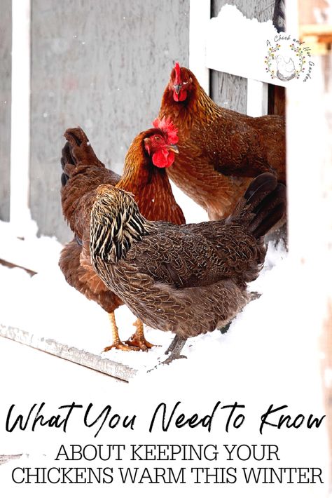 Chickens In Winter, Caring For Chickens, Baby Chicks Raising, Chickens In The Winter, Raising Backyard Chickens, Backyard Poultry, Winter Hacks, Chicken Garden, Keeping Chickens