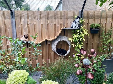 Aesthetic Cat House, Cats House Ideas, Catio Ideas Cat, Cat House Design, Backyard Ideas Diy, Outdoor Cat Tree, Cat Catio, Cat Pfp Cute, Cat House Indoor