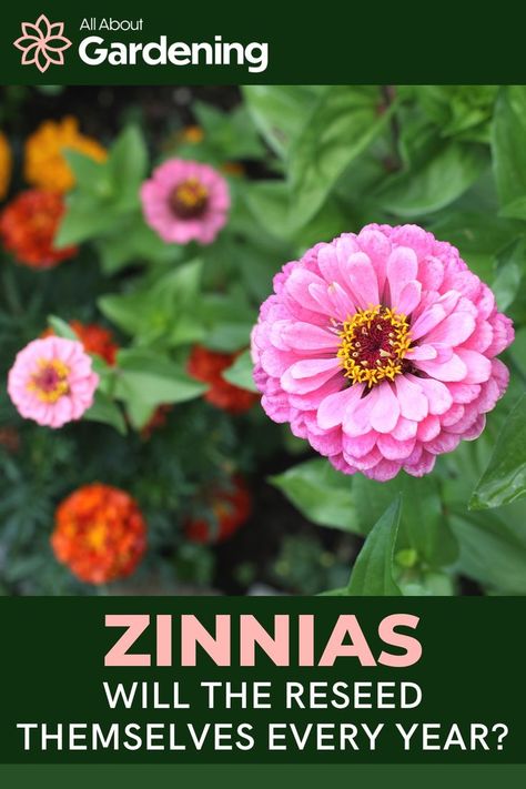 Planting Zinnias, Flower Planting Guide, Zinnia Flowers, Summer Vegetable, Clay Soil, Liquid Fertilizer, Replant, Types Of Soil, Types Of Flowers