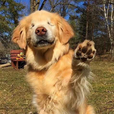 Smiley the blind therapy dog's legacy could be preserved at Berczy Park St John Ambulance, Blind Dog, Therapy Dog, One Eye, Therapy Dogs, Animal Pics, Golden Retrievers, High Five, Happy Animals