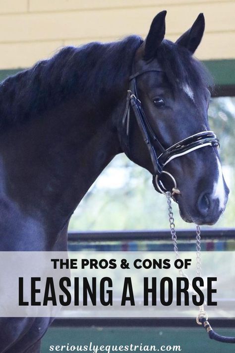 Horse Ownership, Buy A Horse, Diy Horse, Horse Riding Tips, Horse Dressage, Pet Vet, Horse Tips, Equestrian Lifestyle, Baby Horses