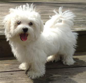 Maltese Dogs Haircuts, White Maltese, Dog Sports, Maltese Puppies, Dog Haircuts, Therapy Dog, Havanese Puppies, Havanese Dogs, Maltese Dog