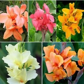 Canna Lily Bulbs For Sale | Buy Flower Bulbs in Bulk & Save Canna Lilly, Canna Lillies, Canna Bulbs, Canna Flower, Canna Lilies, Fall Perennials, Canna Lily, Indoor Flowering Plants, Lily Garden