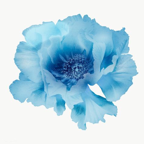 Blue Flower Illustration, Arabian Pattern, Peony Blue, Vintage Flower Arrangements, Peonies Wallpaper, Peony Illustration, Blue Peony, Glitter Wall Art, Doodle Background